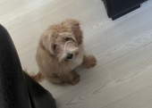 5 AYLIK MALTIPOO ( EĞİTİMLİ)